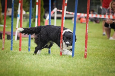 Border collie, Czech çeviklik yarışması slalom 'da koşuyor. Pesopark köpek parkında Prag çeviklik yarışması.