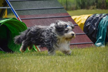 Sakallı çoban köpeği çeviklik tünelinde koşuyor. Czech çeviklik özel eğitiminde harika bir gün.