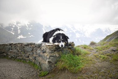 Glossglockner 'a yakın Avusturya doğasında taşın üzerinde bir çoban köpeği portresi..