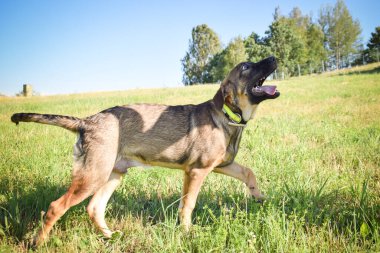 Çayırda koşan Alman Çoban Köpeği. Çok mutlu..