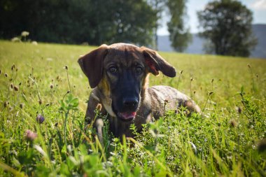 Çayırda yatan Alman çoban köpeği yavrusu. Çok mutlu..
