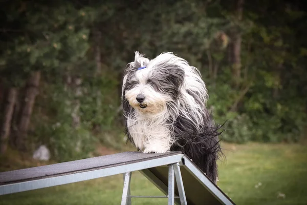 Dog Bearded Collie Agilitetsbalk Fantastisk Dag Tjeckisk Smidighetstävling Medelmåttig Expert — Stockfoto