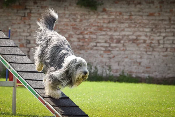 Collie Barbuto Cane Fascio Equilibrio Agilità Splendida Giornata Sulla Gara — Foto Stock