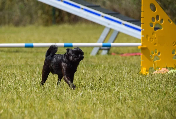 Petit Brabancon Behendigheidspark Geweldige Dag Tsjechische Behendigheidswedstrijd Zijn Middelste Expert — Stockfoto