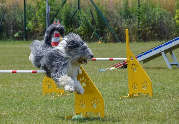 Bearded Collie Sta Saltando Gli Ostacoli Incredibile Giornata Sulla Formazione — Foto Stock