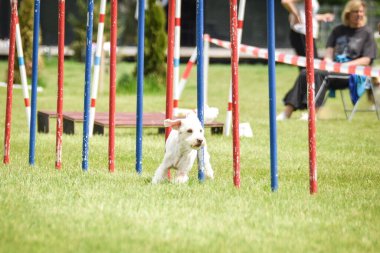 Köpek, Czech çeviklik yarışmasında slalom yapıyor. Pesopark köpek parkında Prag çeviklik yarışması.