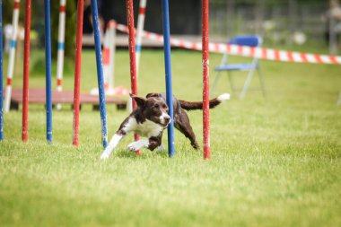 Border collie, Czech çeviklik yarışması slalom 'da koşuyor. Pesopark köpek parkında Prag çeviklik yarışması.