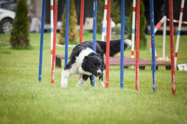 Border collie, Czech çeviklik yarışması slalom 'da koşuyor. Pesopark köpek parkında Prag çeviklik yarışması.