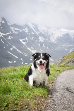 Border Collie 'nin portresi Glossglockner yakınlarında Avusturya' da oturuyor..