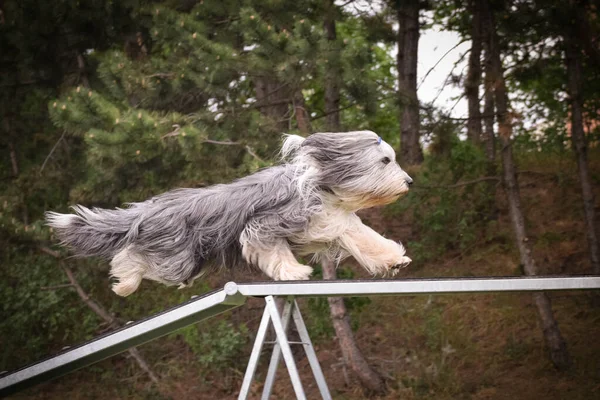 Dog Bearded Collie Viga Equilibrio Agilidad Increíble Día Competencia Agilidad —  Fotos de Stock