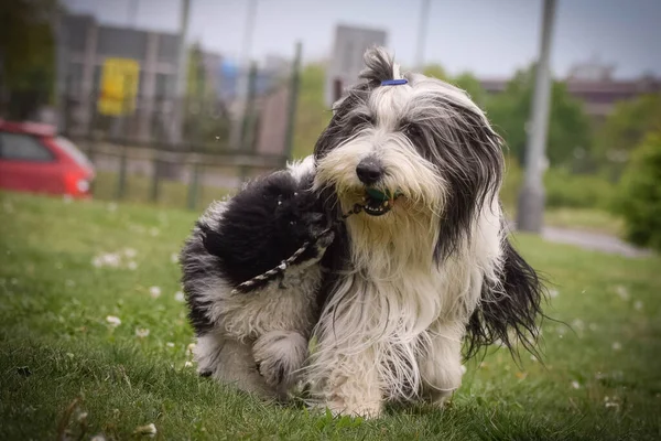 Szakállas Collie Uszkár Fut Természetben Olyan Bolyhosak Olyan Aranyos Kutya — Stock Fotó