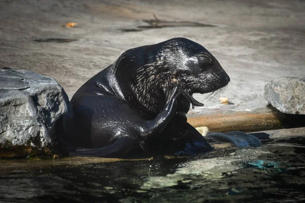 シーライオンは動物園で自分のプールで泳いでいます ここは彼の生息地だ — ストック写真