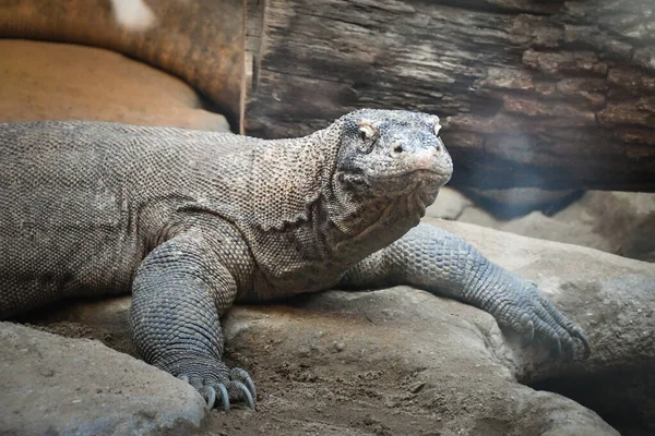 Surveillez Lézard Sur Jardin Village Rustique Faune Asie Sud Près — Photo