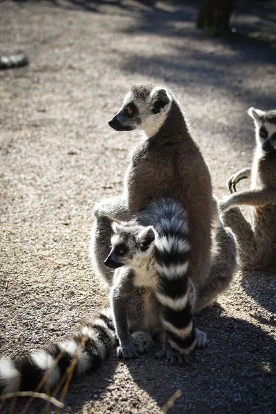 Porträt Von Lemur Kata Der Auf Dem Boden Sitzt Und — Stockfoto