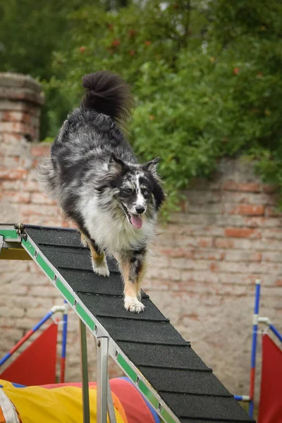 Kutya Border Collie Agilitás Mérleg Gerendán Csodálatos Nap Cseh Gyorsasági — Stock Fotó