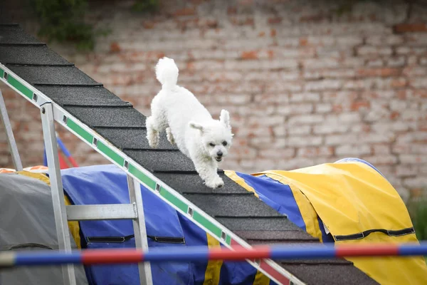 Çeviklik dengesinde bir köpek. Czech çeviklik yarışmasında harika bir gün. Ortanca uzmanlar. Anlamı A2..