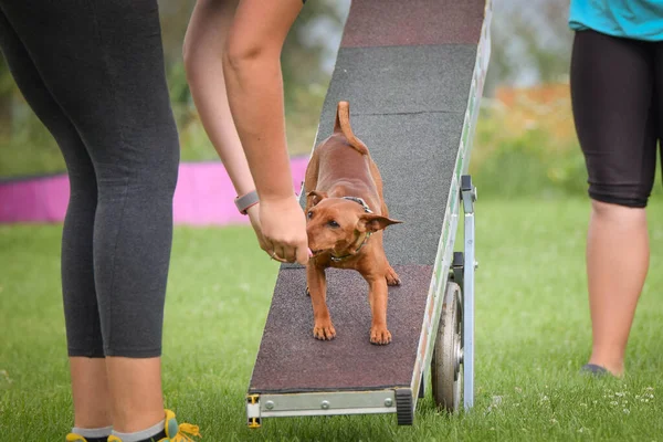 Pazzo Pinscher Miniatura Agilità Fascio Equilibrio Splendida Giornata Sulla Gara — Foto Stock