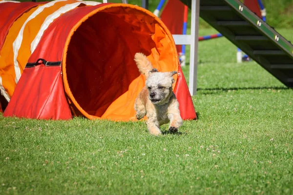 Cane Bianco Sta Correndo Nel Tunnel Dell Agilità Incredibile Giornata — Foto Stock