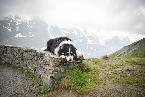 Glossglockner 'a yakın Avusturya doğasında taşın üzerinde bir çoban köpeği portresi..