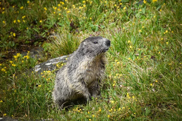 Retrato Marmota Embolsada Austria Naturaleza Cerca Glossglockner — Foto de Stock