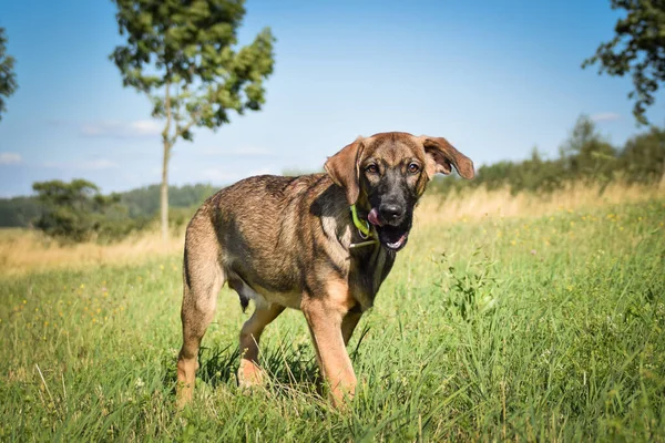 Puppy Van Duitse Herder Die Loopt Weide Hij Gelukkig — Stockfoto