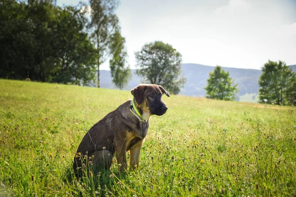 牧草地に座っているドイツの羊飼いの子犬の肖像画 彼はとても幸せだ — ストック写真