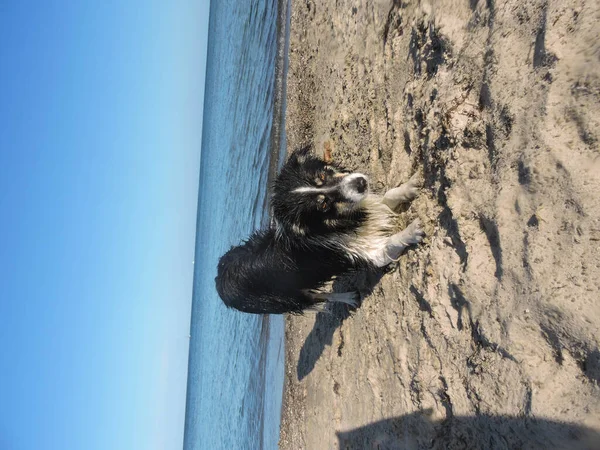 Retrato Collie Fronteira Pedras Praia Cão Mar — Fotografia de Stock