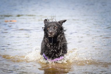 Mudi köpeği suda yüzüyor. Suyu seviyor ve sopaya atlıyor..