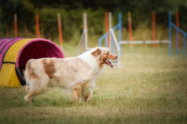 Köpek çeviklik içinde koşuyor. Harika bir akşam, Engel bir spor müsabakası için özel çeviklik eğitimi alıyor.