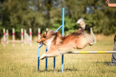 Sheltie engelleri aşıyor. Czech çeviklik özel eğitiminde harika bir gün.