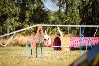 Köpek engellerin üzerinden atlıyor. Czech çeviklik özel eğitiminde harika bir gün.