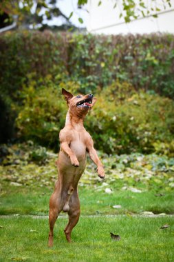 Kahverengi köpek sonbahar doğasında zıplıyor. Çok tatlı bir köpek..