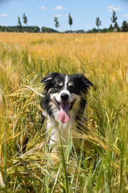 Border collie çimlerin üzerinde oturuyor. Yüzmek istiyor, bu yüzden ıslak ve kabarık..