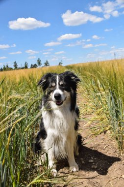Border collie çimlerin üzerinde oturuyor. Yüzmek istiyor, bu yüzden ıslak ve kabarık..