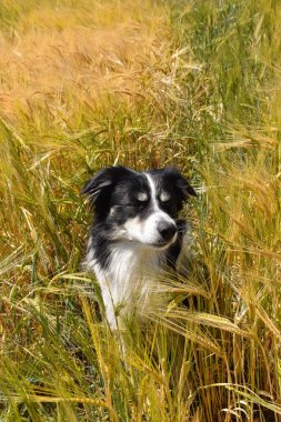 Border collie çimlerin üzerinde oturuyor. Yüzmek istiyor, bu yüzden ıslak ve kabarık..