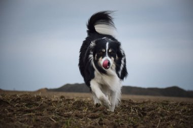 Border collie sahada koşuyor. Dışarıda çok komik..