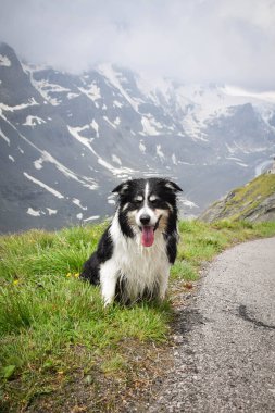 Border Collie 'nin portresi Glossglockner yakınlarında Avusturya' da oturuyor..