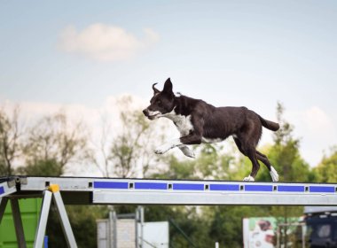 Çılgın sınır köpeği Agility Park 'ta köpek gezintisinde koşuyor. Rekabet için yeni şeyler öğretiyor..