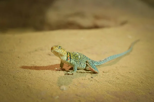 Lézard Vert Est Assis Sur Une Pierre Sous Soleil Lézard — Photo