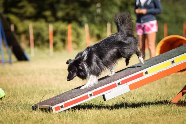 Çılgın Sheltie Çeviklik Parkında Köpek Dengesi Kirişinde Koşuyor Rekabet Için — Stok fotoğraf