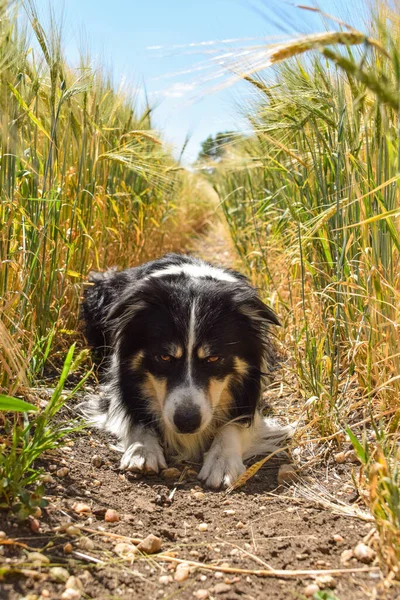 Collie Fronteira Está Deitada Relva Ele Está Depois Nadar Então — Fotografia de Stock