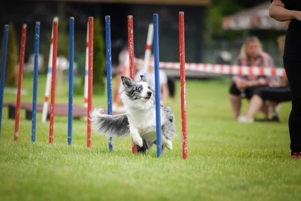 Чудесный Пограничный Колли Бегает Слалом Чешском Слаломе Ловкости Конкуренции Собакам — стоковое фото
