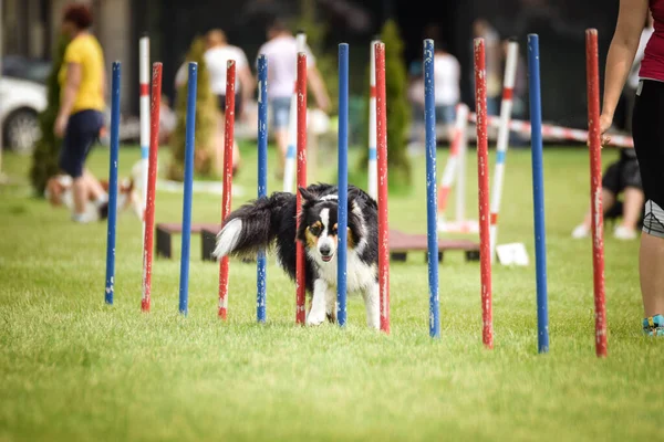 素敵なボーダーコリーは チェコの敏捷性競争スラロームでスラロームを実行しています 犬は愛してる — ストック写真