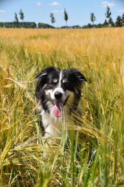 Border collie sahada oturuyor. Gün batımında çok iyi bir çocuktur.