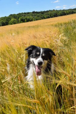 Border collie sahada oturuyor. Gün batımında çok iyi bir çocuktur.