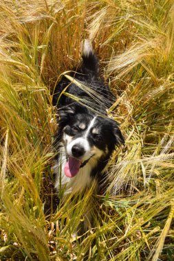 Border collie sahada oturuyor. Gün batımında çok iyi bir çocuktur.