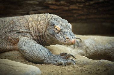 Köyün arka bahçesindeki kertenkeleyi izleyin. Güney Asya faunası insan yerleşim yerinin yakınında. Tehlikeli vahşi hayvan. Nesli tükenmekte olan kertenkele türü.