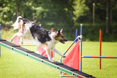 Köpek denge kirişinin üzerinden geçiyor. Czech çeviklik özel eğitiminde harika bir gün.