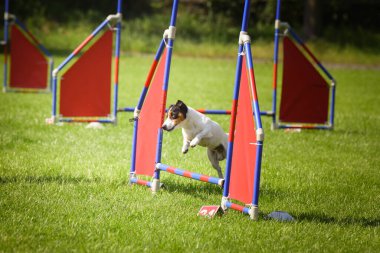 Köpek çeviklik içinde koşuyor. Harika bir akşam, Engel bir spor müsabakası için özel çeviklik eğitimi alıyor.