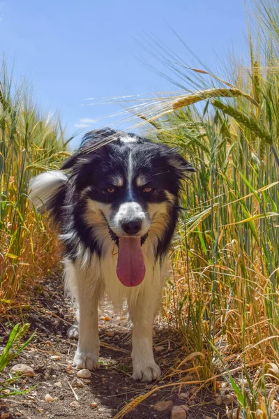 Border Collie Sahaya Çıkıyor Gün Batımında Çok Iyi Bir Çocuktur — Stok fotoğraf